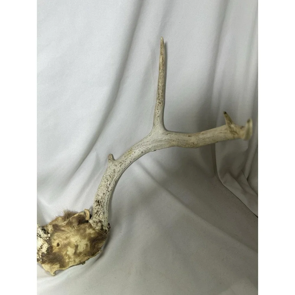 8 Point GA Whitetail Deer Antlers Horn Mount Rack skull plate Cabin Lodge Decor